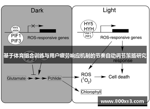 基于体育组合训练与用户疲劳响应机制的节奏自动调节策略研究